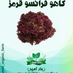 بذر کاهو فرانسه قرمز R