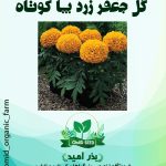 بذر گل جعفری زرد پاکوتاه