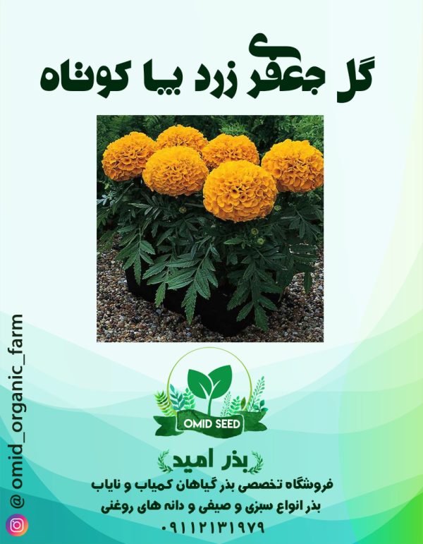 بذر گل جعفری زرد پاکوتاه - تصویر 1