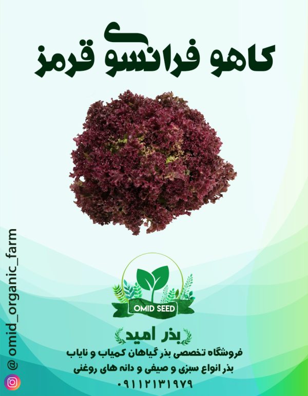 بذر کاهو فرانسه قرمز R - تصویر 1