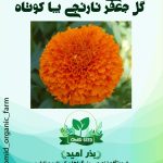بذر گل جعفری نارنجی پا کوتاه