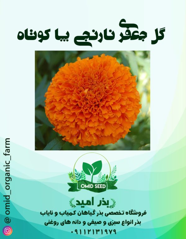 بذر گل جعفری نارنجی پا کوتاه - تصویر 1