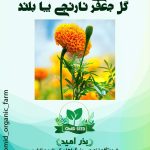 بذر گل جعفری نارنجی پا بلند