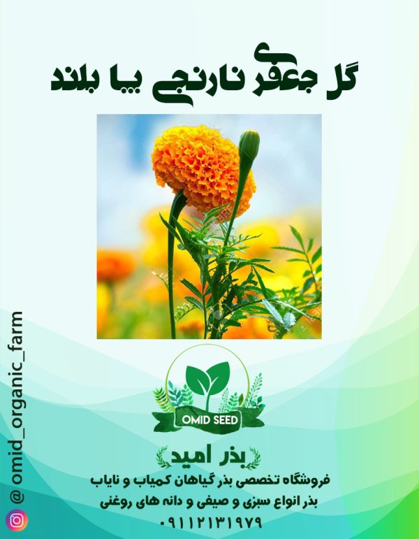 بذر گل جعفری نارنجی پا بلند - تصویر 1