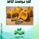 بذر کدو پوست کاغذی
