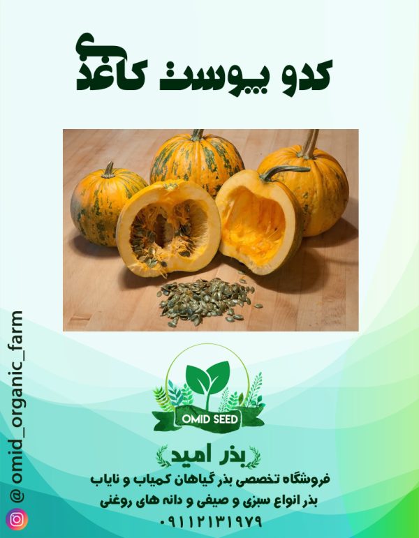 بذر کدو پوست کاغذی - تصویر 1