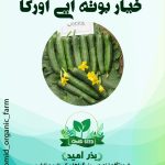 بذر خیار قلمی اورکا