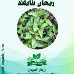 بذر ریحان تایلندی