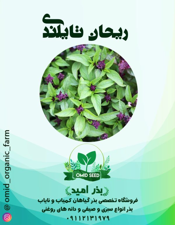 بذر ریحان تایلندی - تصویر 1