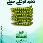 بذر نخود فرنگی محلی