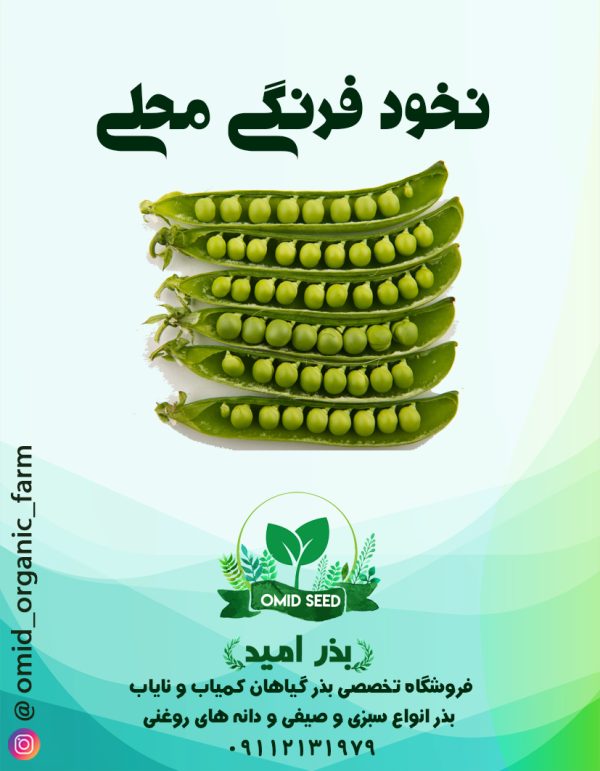 بذر نخود فرنگی محلی - تصویر 1