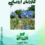 بذر گاوزبان اروپایی