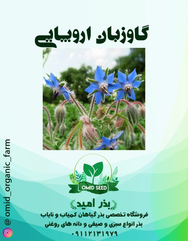 بذر گاوزبان اروپایی - تصویر 1