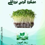 بذر میکرو گرین بروکلی