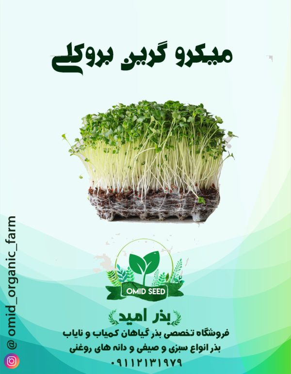 بذر میکرو گرین بروکلی - تصویر 1