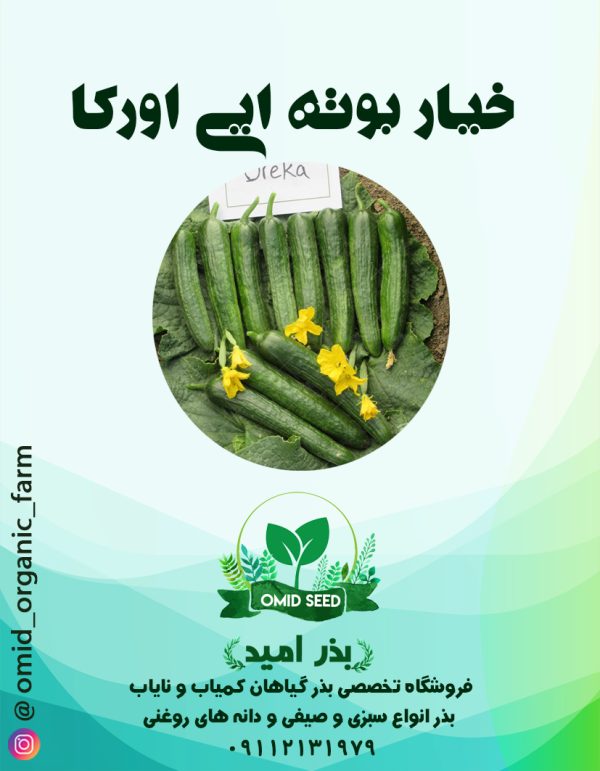 بذر خیار قلمی اورکا - تصویر 1