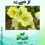 بذر گل ختمی زرد