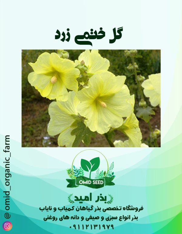 بذر گل ختمی زرد - تصویر 1