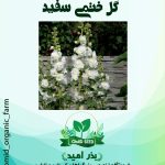 بذر گل ختمی سفید