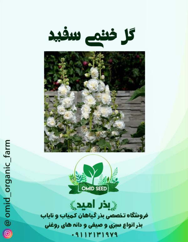 بذر گل ختمی سفید - تصویر 1