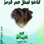 بذر کاهو لیتل جم قرمز (مینیاتوری)