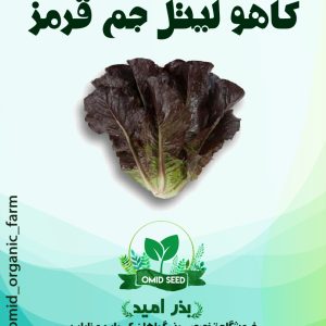 بذر کاهو لیتل جم قرمز (مینیاتوری)