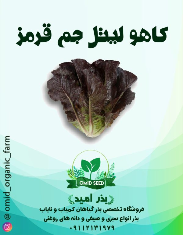 بذر کاهو لیتل جم قرمز (مینیاتوری) - تصویر 1