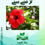 بذر گل ختمی چینی