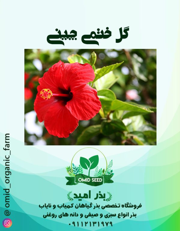 بذر گل ختمی چینی - تصویر 1