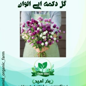 بذر گل دکمه ایی الوان