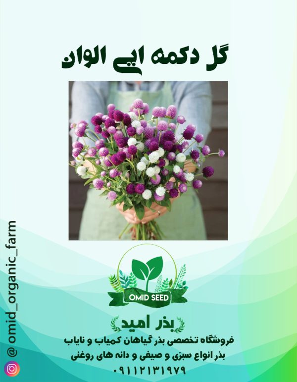 بذر گل دکمه ایی الوان - تصویر 1
