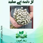 بذر گل دکمه ایی سفید