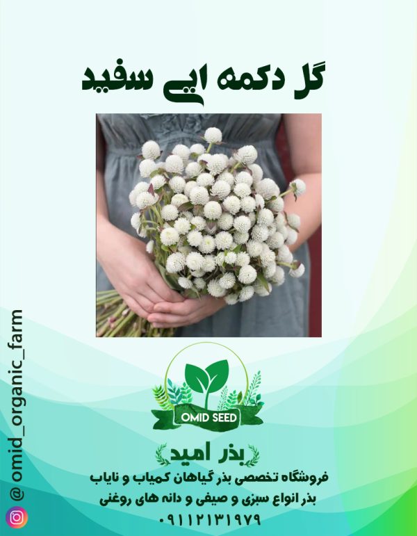 بذر گل دکمه ایی سفید - تصویر 1