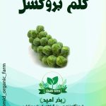 بذر کلم بروکسل هیبرید فرانکلین