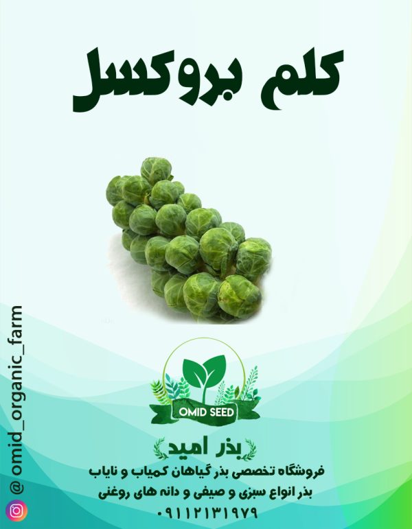 بذر کلم بروکسل هیبرید فرانکلین - تصویر 1