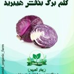 بذر کلم برگ بنفش هیبرید تاکی