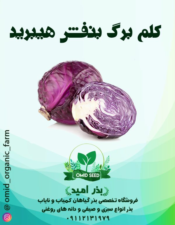 بذر کلم برگ بنفش هیبرید تاکی - تصویر 1