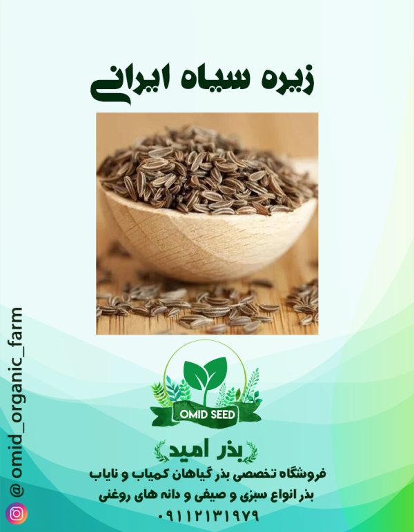 بذر زیره سیاه ایرانی - تصویر 1