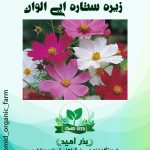 بذر گل ستاره ایی الوان