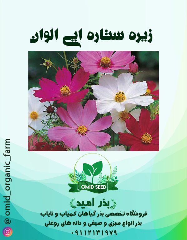 بذر گل ستاره ایی الوان - تصویر 1