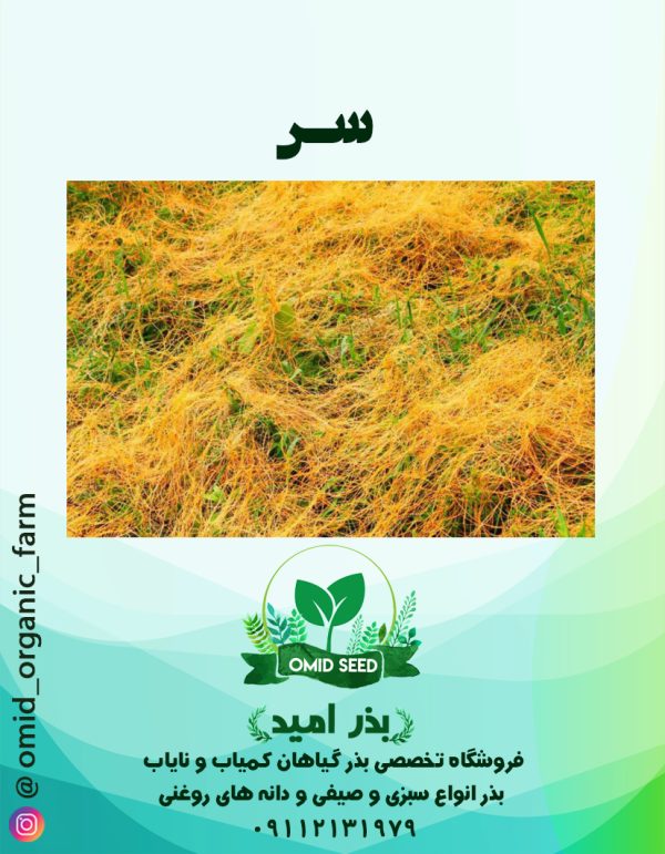 بذر سِس - تصویر 1