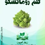 بذر کلم رومانسکو استاندارد