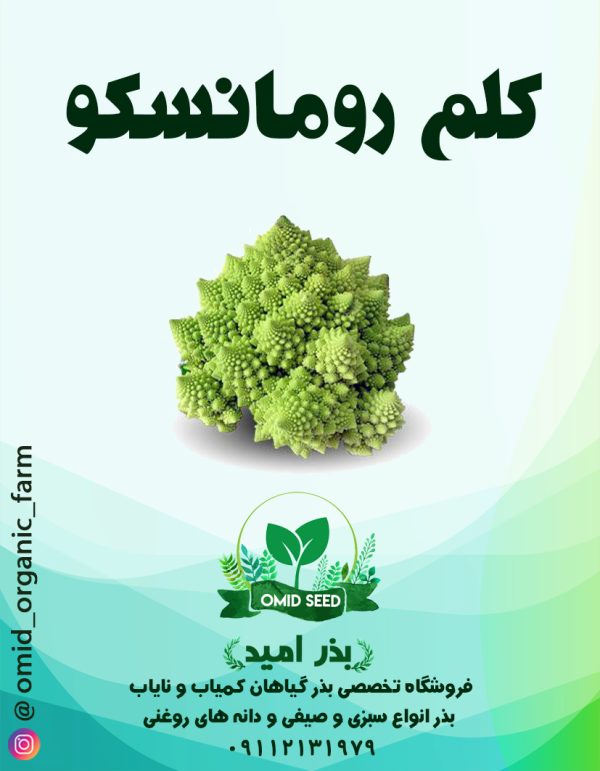 بذر کلم رومانسکو استاندارد - تصویر 1