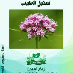 بذر سنبل الطیب