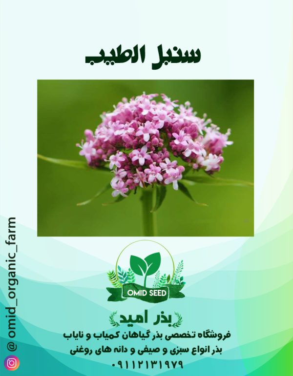 بذر سنبل الطیب - تصویر 1