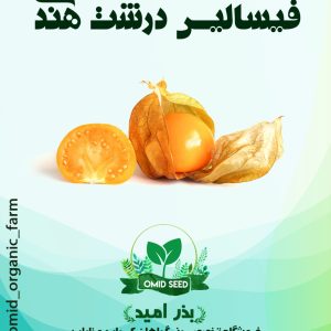 بذر فیسالیس درشت هندی