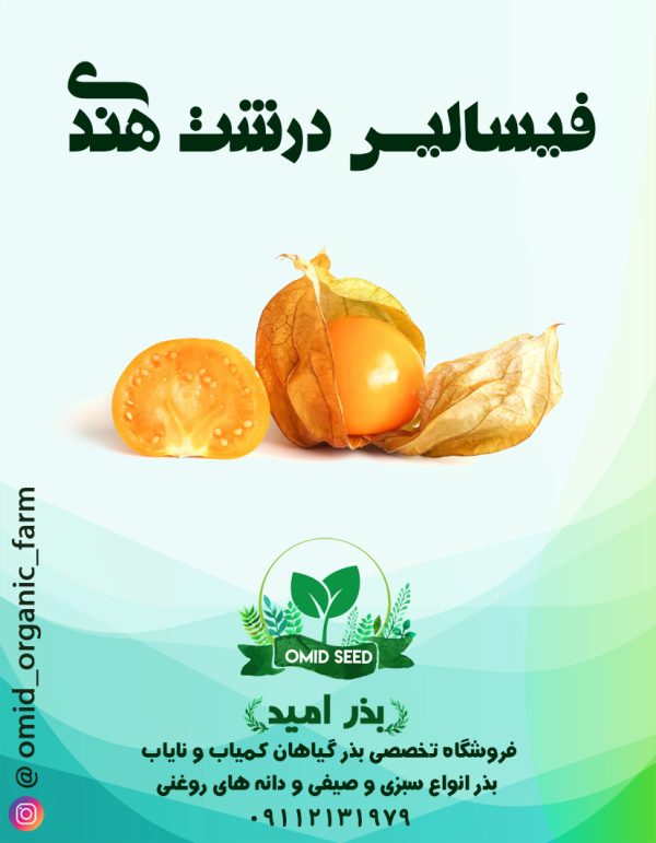 بذر فیسالیس درشت هندی - تصویر 1