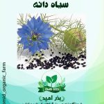 بذر سیاه دانه
