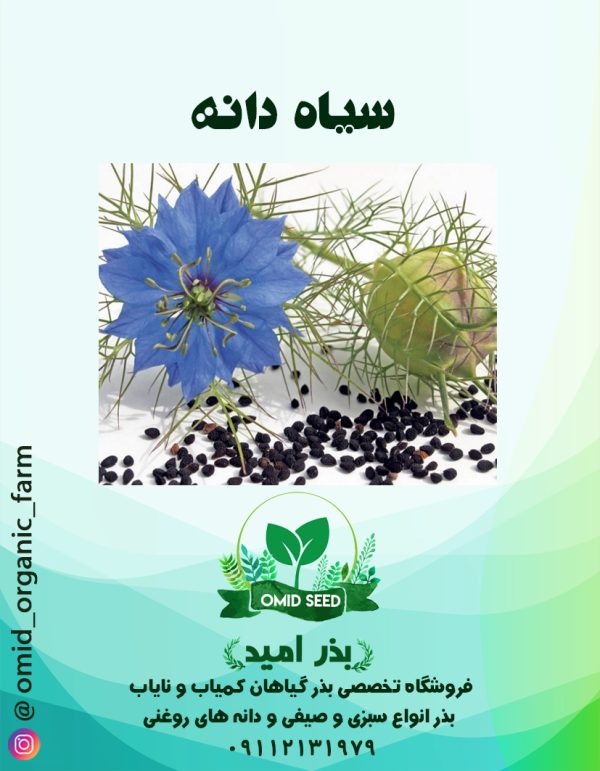 بذر سیاه دانه - تصویر 1