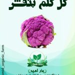 بذر گل کلم بنفش هیبرید سینجنتا